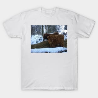 Scottish Highland Cattle Calves 1857 T-Shirt